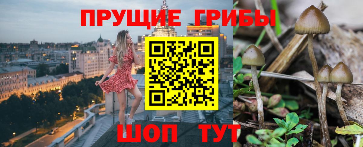 Галлюциногенные грибы MAGIC MUSHROOMS  закладка  Анжеро-Судженск  Вход с VPN 
